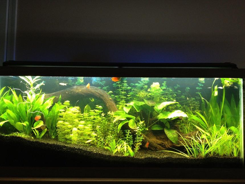 Rated #49: 125 Gallons Planted Tank - 75 Gallon with Angels, Dwarf Gourami's, Danios, Blue Rams, and Guppies