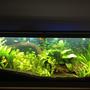 125 gallons planted tank (mostly live plants and fish) - 75 Gallon with Angels, Dwarf Gourami's, Danios, Blue Rams, and Guppies
