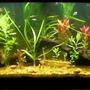 55 gallons planted tank (mostly live plants and fish) - 55gal planted with tetras,cats,shrimp,and snails