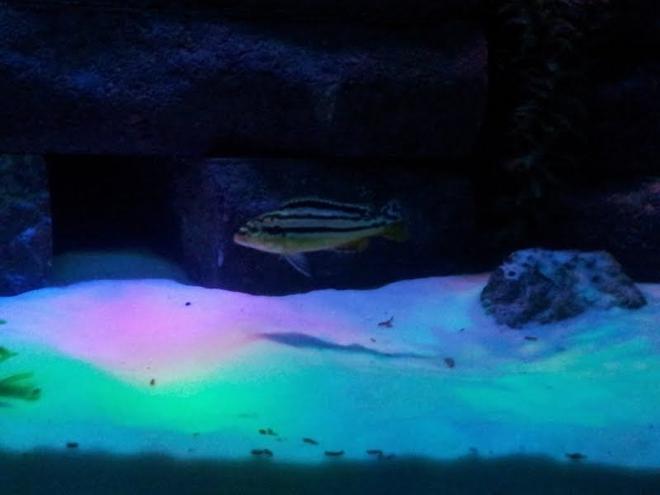 freshwater fish - melanochromis auratus - auratus cichlid stocking in 55 gallons tank - Cichlid