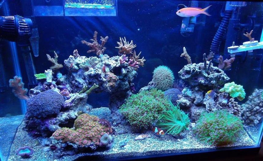 Rated #39: 20 Gallons Reef Tank - 20 gallon mixed reef.