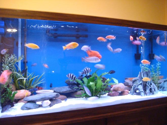 90 gallons freshwater fish tank (mostly fish and non-living decorations) - 90 Gallon Cichlids tank 060912