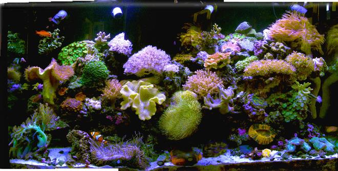 140 gallons reef tank (mostly live coral and fish) - my new  old tank after the house got hit by lightening and the lights didnt work for 2 weeks when we were
out of town(of course) and all the fish were electrocuted :-(  the large corals survived