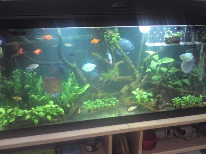 10 gallons planted tank (mostly live plants and fish) - 100 cm X 30 cm X 45 cm tank with 2 100 watt heaters and an external cannister filter, built in hood lighting...  discus fish, ramirezi, platy (temporary), black molly (temporary), corydora, neon tetra, siamese fighter (temporary)... anubias, java fern, java moss...