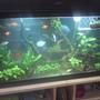 10 gallons planted tank (mostly live plants and fish) - 100 cm X 30 cm X 45 cm tank with 2 100 watt heaters and an external cannister filter, built in hood lighting... discus fish, ramirezi, platy (temporary), black molly (temporary), corydora, neon tetra, siamese fighter (temporary)... anubias, java fern, java moss...