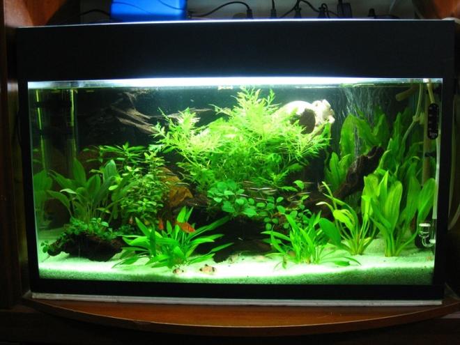 10 gallons planted tank (mostly live plants and fish) - 30 gallon glass tank with "recycled" plants and fish from older tank.