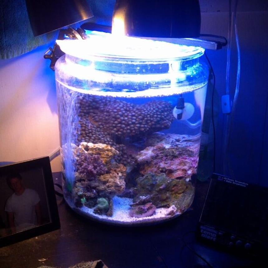 Rated #62: 2 Gallons Reef Tank - my 2 gallon cookie jar reef!
