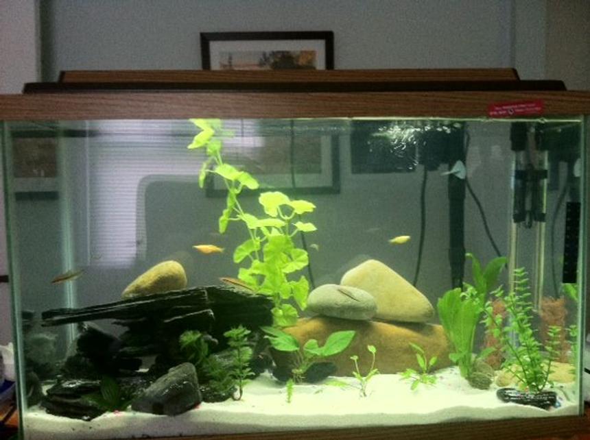 Rated #2968: 30 Gallons Freshwater Fish Tank - 5 x Zebra Danio
2 x GloFish
3 x Roseline Shark
2x Cryptocoryne wendtii, 
2x annubias, 
1 x amazon sword