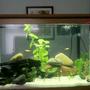 30 gallons freshwater fish tank (mostly fish and non-living decorations) - 5 x Zebra Danio 2 x GloFish 3 x Roseline Shark 2x Cryptocoryne wendtii, 2x annubias, 1 x amazon sword