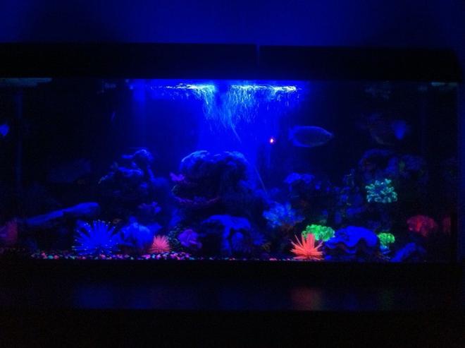 55 gallons freshwater fish tank (mostly fish and non-living decorations) - i will take one in the morning where you can see all the fish better