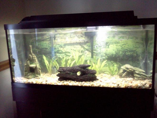 30 gallons freshwater fish tank (mostly fish and non-living decorations) - Freshwater Tank