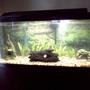 fish tank picture - Freshwater Tank