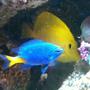saltwater fish - chrysiptera parasema - yellowtail damselfish stocking in 125 gallons tank - yellow tail damsel