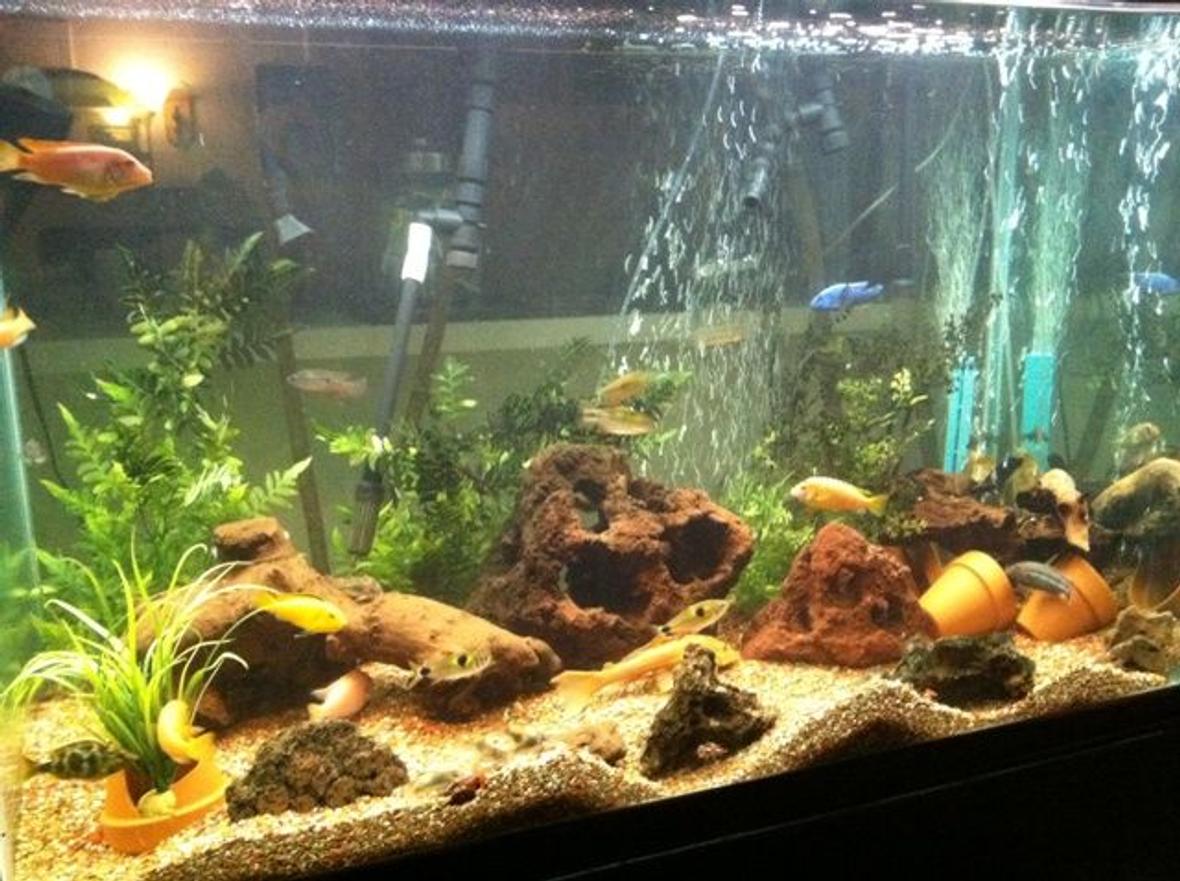 200 gallons freshwater fish tank (mostly fish and non-living decorations) - fish