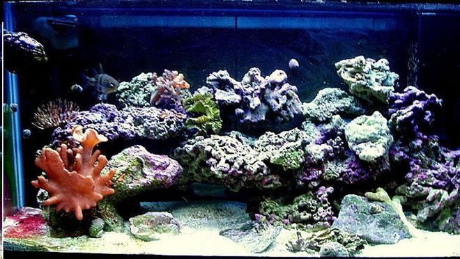 30 gallons reef tank (mostly live coral and fish) - My first tank ever, fallowed
everything I've read, build my own
sump, and so far everything is
healthy as can be!
