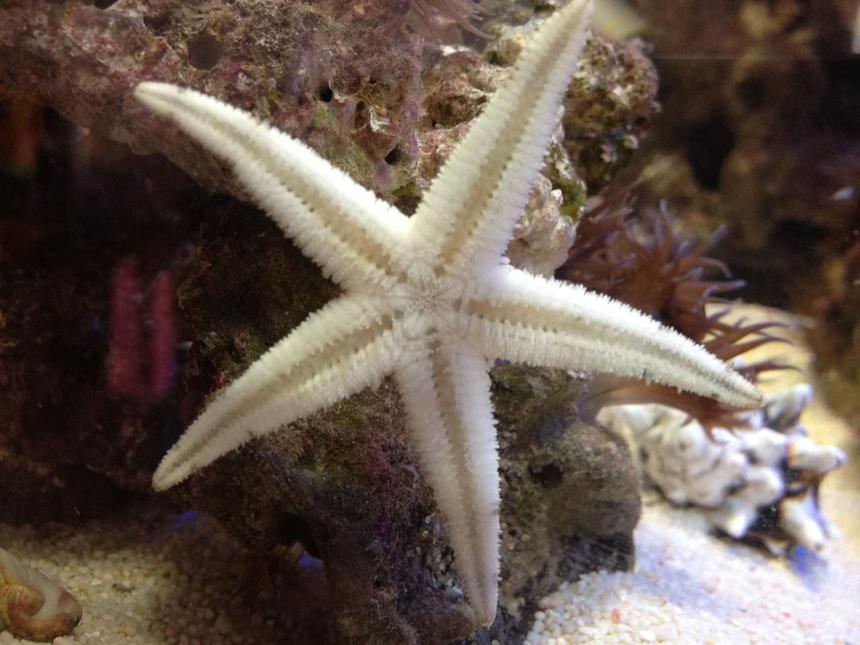 Rated #9: Corals Inverts - Astropecten Polycanthus - Sand Sifting Sea Star Stocking In 22 Gallons Tank - My Super Sand Shifting Starfish trying to shift glass!