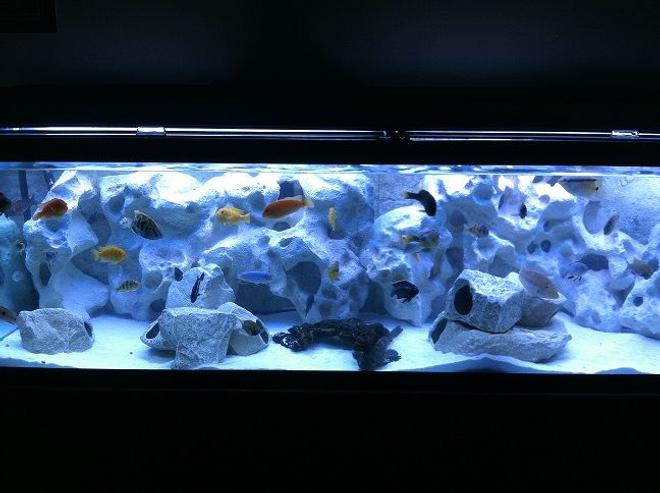 125 gallons freshwater fish tank (mostly fish and non-living decorations) - 125Gal African Cichlid Tank