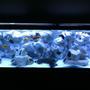 125 gallons freshwater fish tank (mostly fish and non-living decorations) - 125Gal African Cichlid Tank