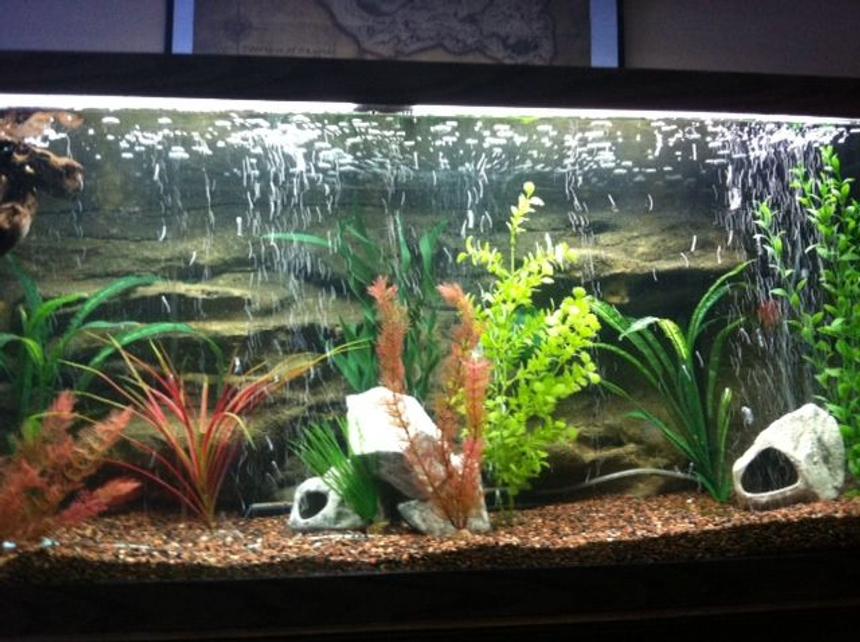 Rated #97: 75 Gallons Freshwater Fish Tank