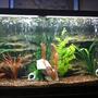 75 gallons freshwater fish tank (mostly fish and non-living decorations)