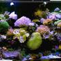 120 gallons reef tank (mostly live coral and fish) - new tank setup 150 gal