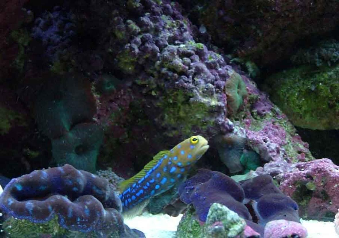 saltwater fish - opistognathus rosenblatti - jawfish, blue dot stocking in 120 gallons tank - jawfish