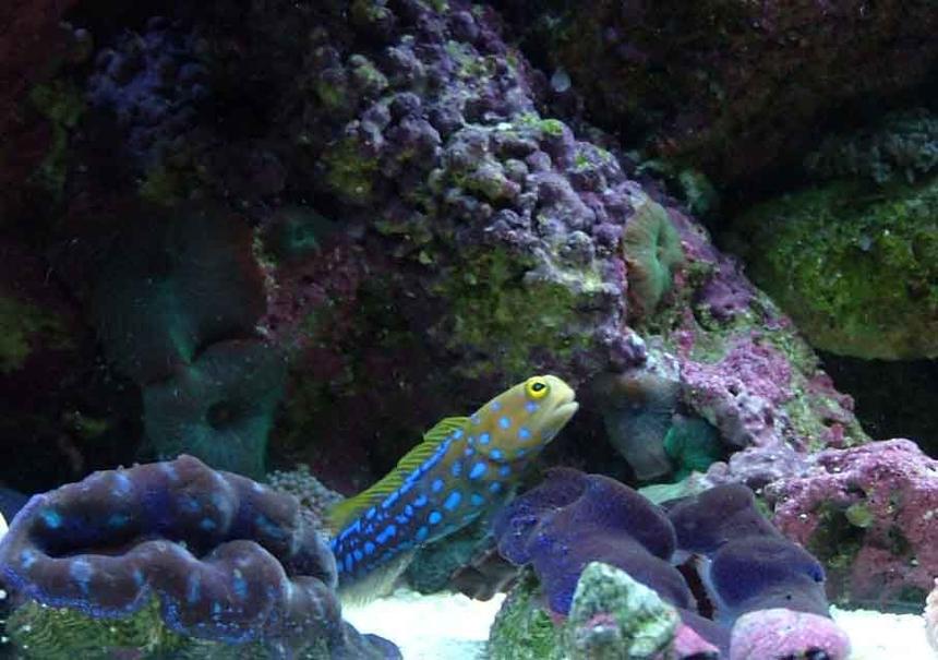 Rated #10: Saltwater Fish - Opistognathus Rosenblatti - Jawfish, Blue Dot Stocking In 120 Gallons Tank - jawfish