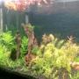29 gallons planted tank (mostly live plants and fish) - my first planted tank 29 gallons