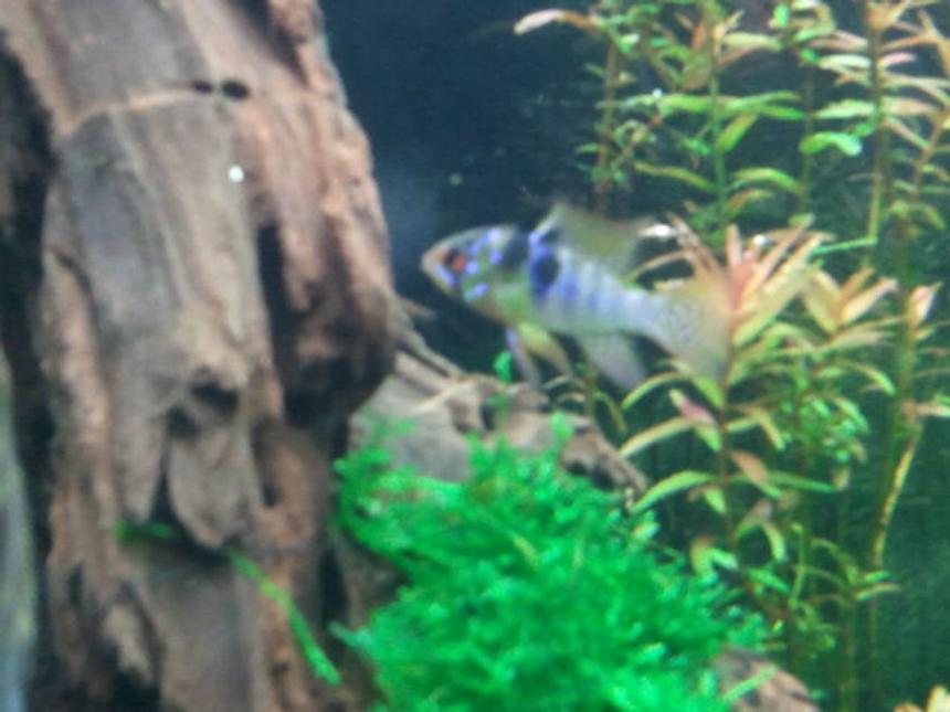 Rated #84: Freshwater Fish - Papiliochromis Ramirezi - German Blue Ram Stocking In 29 Gallons Tank - my gbr male