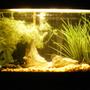 30 gallons freshwater fish tank (mostly fish and non-living decorations) - n