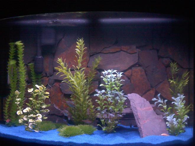 37 gallons freshwater fish tank (mostly fish and non-living decorations) - fish tank