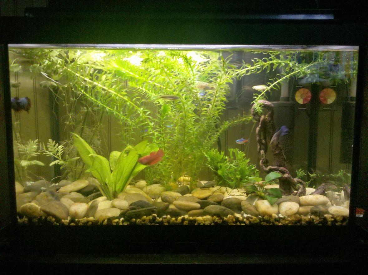 10 gallons planted tank (mostly live plants and fish) - First tank. Ten gallon.