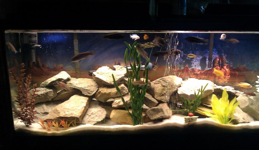 Rated #104: 55 Gallons Freshwater Fish Tank - This is my tank as currently set up. What do you guys think?