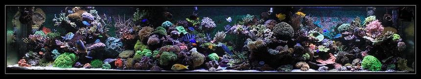 Rated #12: 554 Gallons Reef Tank - my reef tank