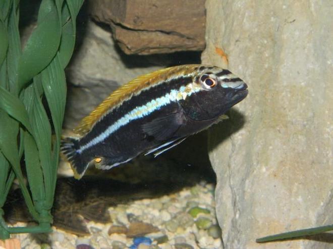 freshwater fish - melanochromis auratus - auratus cichlid stocking in 55 gallons tank - Cool looking guy. For you
Pittsburgh Steeler fans!