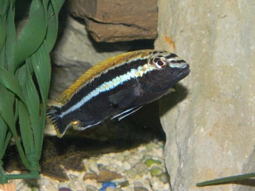 Rated #718: Freshwater Fish - Melanochromis Auratus - Auratus Cichlid Stocking In 55 Gallons Tank - Cool looking guy. For you
Pittsburgh Steeler fans!