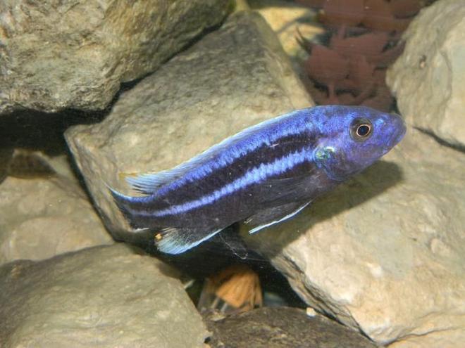 freshwater fish - melanochromis cyaneorhabdos - maingano cichlid stocking in 55 gallons tank - Black and Purple Sacramento Kings Mascot!