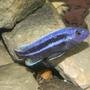 freshwater fish - melanochromis cyaneorhabdos - maingano cichlid stocking in 55 gallons tank - Black and Purple Sacramento Kings Mascot!