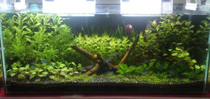 10 gallons planted tank (mostly live plants and fish) - Custom made all glass tank.  2 Eheim Liberty HOB filters. 1 50 watt Sera glass heater.  1 T8 fluorescent lamp on for 10 hours a day.

AA black gravel.  Tetra Complete Substrate.  Daily dose of API CO2 Booster.  Sera 24 Hour Fertilizer Drops.  Tetra Plantamin.  Tetra Blackwater Extract.

Hygrophilia, Red Bacopa, Valisneria, Ludwigia Repens, Lobelia Cardinalis, Dwarf Hair Grass, Echinodrus, Asian Pennywort, Staurogyne.

Betta Fish, Neon Tetra, Pristella Tetra, Honey Gourami (Golden), Nerite Snail, Amano Shrimp.