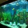 125 gallons freshwater fish tank (mostly fish and non-living decorations) - My 3ft by 2ft tank