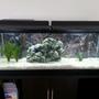 50 gallons freshwater fish tank (mostly fish and non-living decorations) - My New 50 Gallon Tank