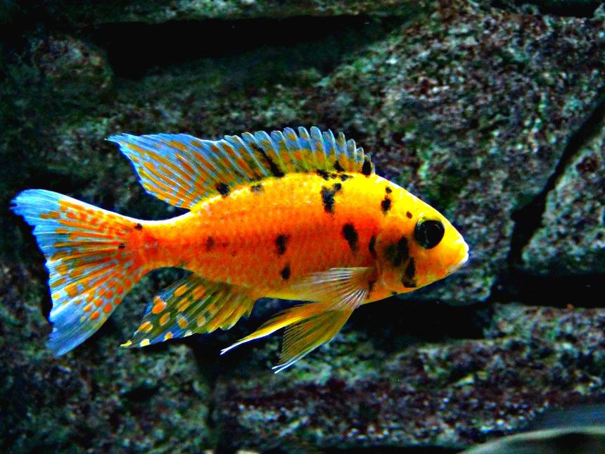 Rated #8: Freshwater Fish - Aulonocara Nyassae Var. - Peacock Cichlid, Orange Blossom Stocking In 125 Gallons Tank - Orange OB Peacock