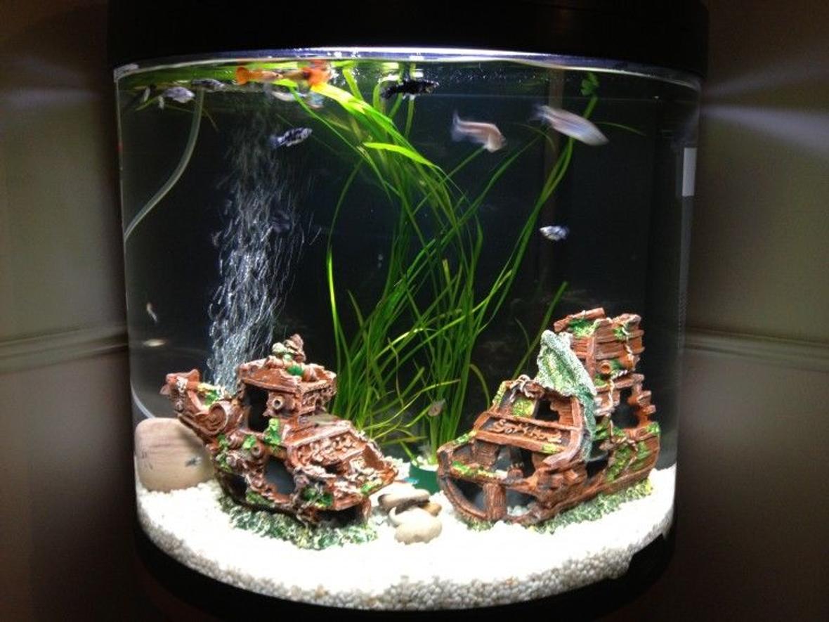 16 gallons freshwater fish tank (mostly fish and non-living decorations)