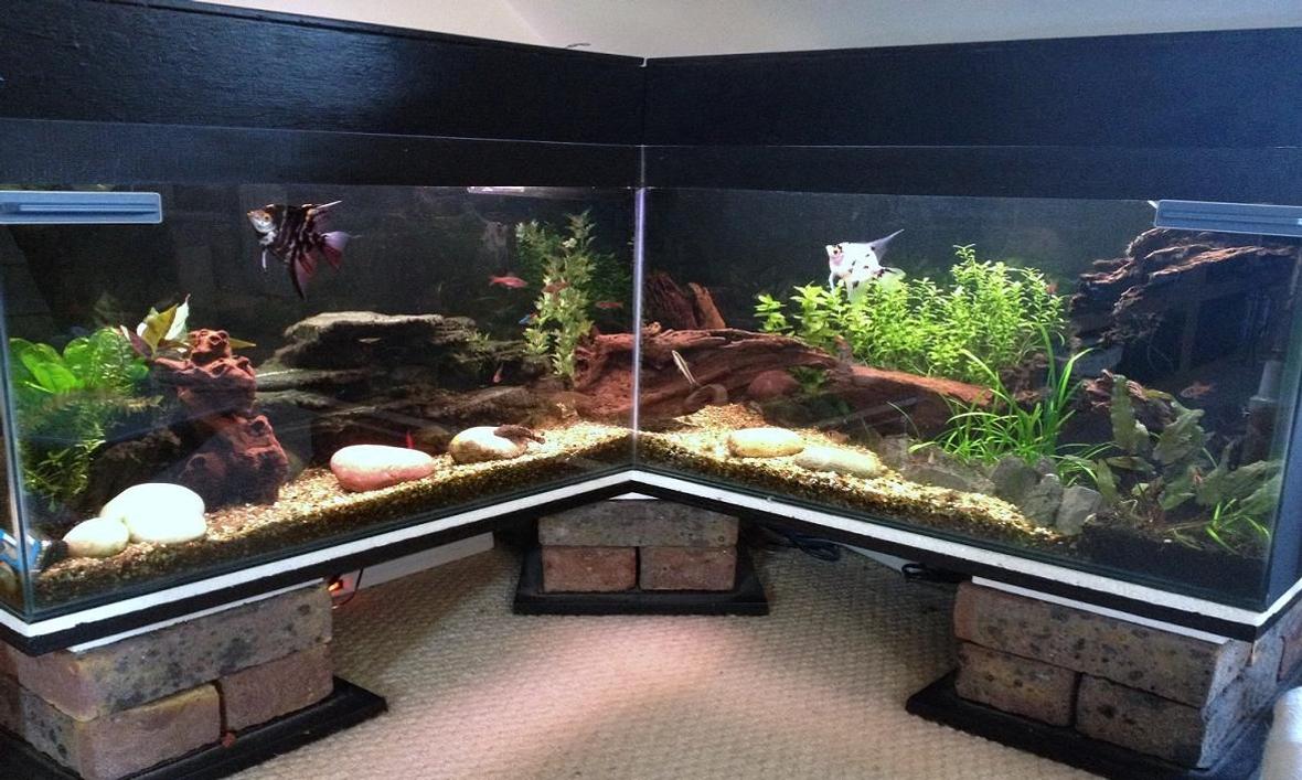 40 gallons freshwater fish tank (mostly fish and non-living decorations) - my 2 year old aquascape