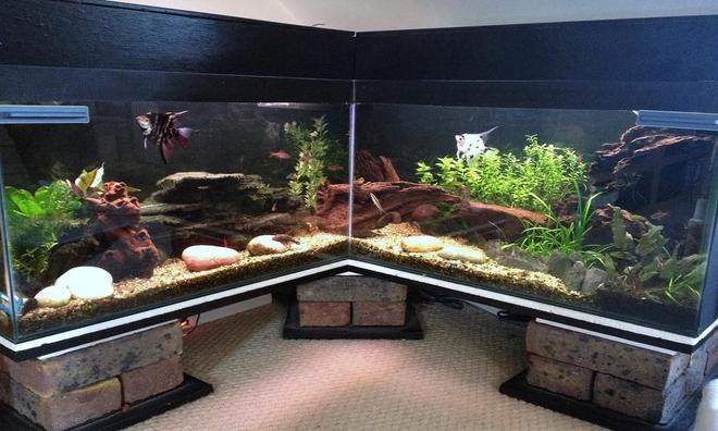 40 gallons freshwater fish tank (mostly fish and non-living decorations) - my 2 year old aquascape