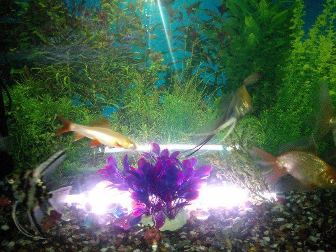 45 gallons freshwater fish tank (mostly fish and non-living decorations)