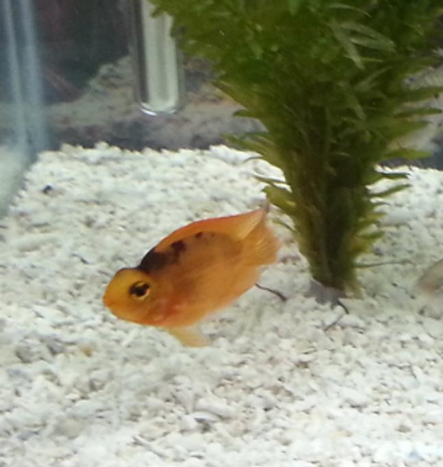 freshwater fish - heros severus x amphilophus citrinellum - blood parrot stocking in 50 gallons tank - More Cichlids