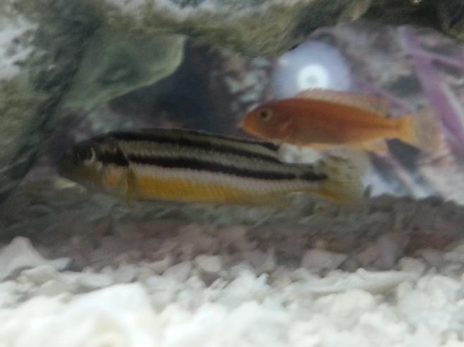 freshwater fish - melanochromis auratus - auratus cichlid stocking in 50 gallons tank - More Cichlids