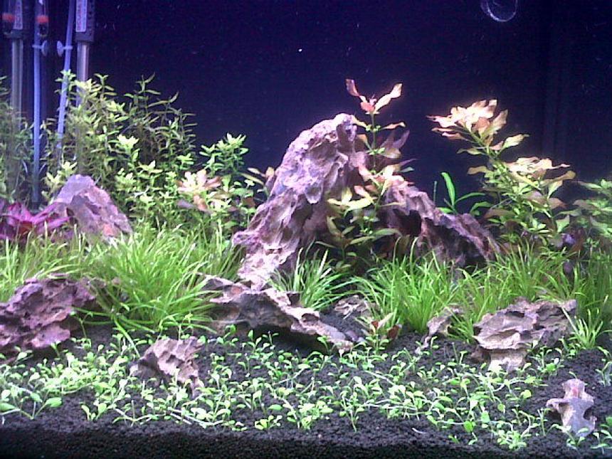 Rated #80: 45 Gallons Planted Tank