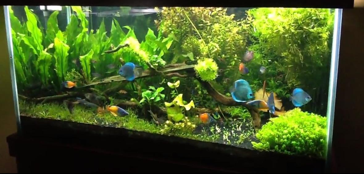 120 gallons planted tank (mostly live plants and fish) - 120 gallon fish tank